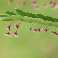 Phyllanthus pulcher Wall. ex Müll.Arg.